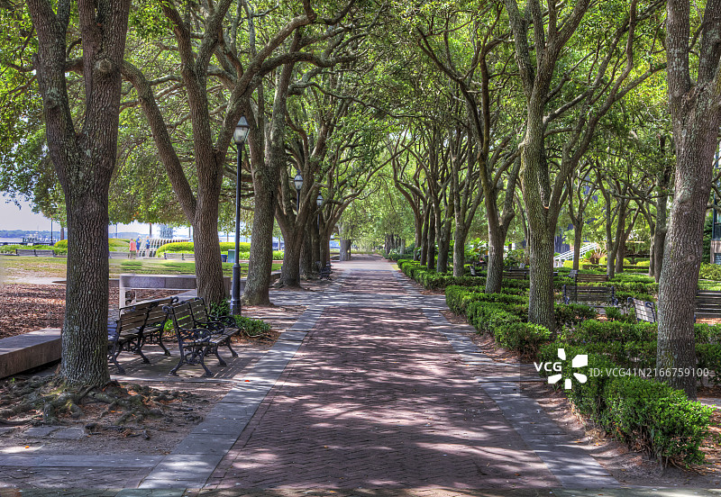 法属区树冠图片素材