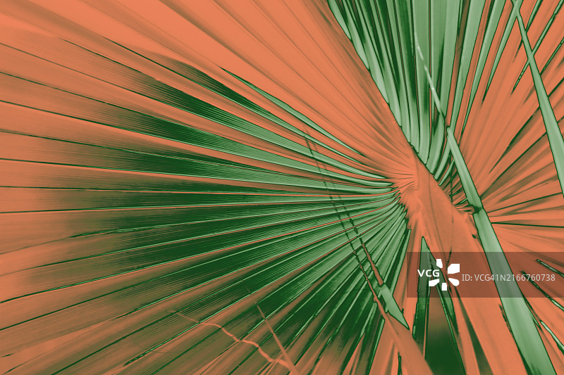 转换为绿色和橙色/棕色的棕榈叶图片素材