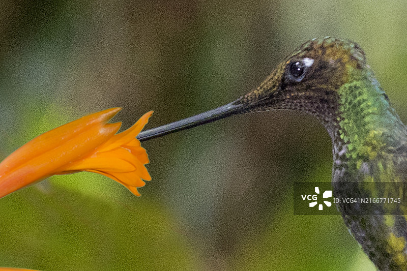 蜂鸟剑喙雄鸟采食花朵特写图片素材