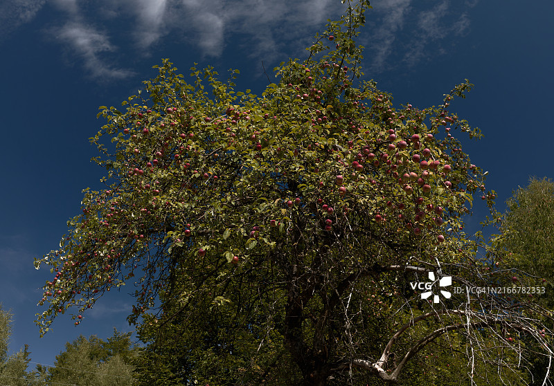 苹果树图片素材