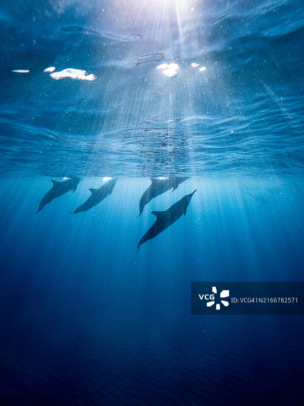 非洲毛里求斯，印度洋中的野生海豚图片素材