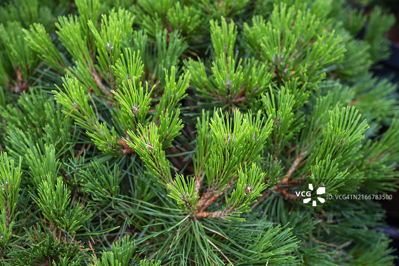 黑松枝叶特写图片素材