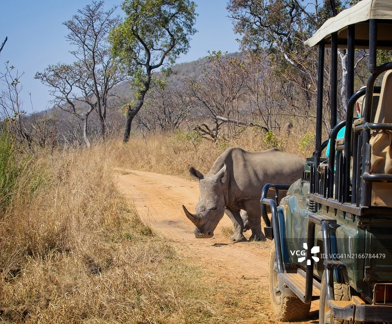 犀牛路障图片素材