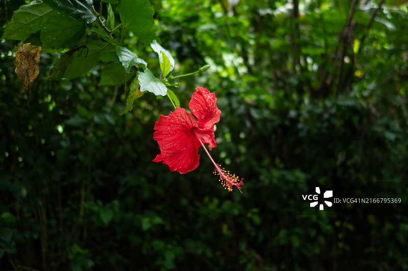 来自亚马逊的鲜花图片素材