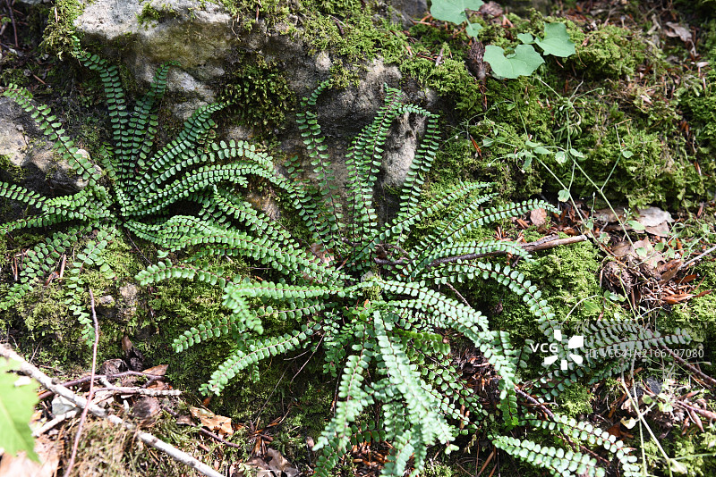铁线蕨图片素材
