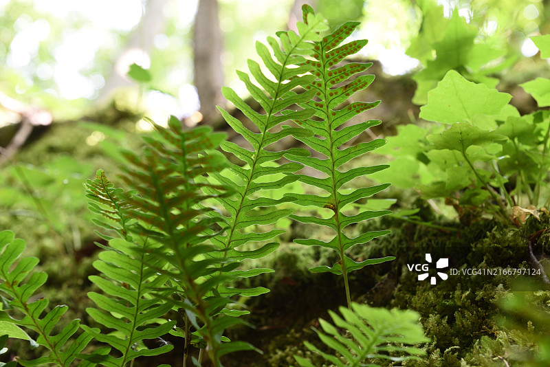 多孔蕨图片素材