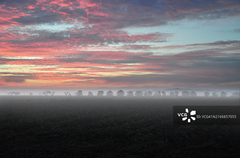 雾气笼罩的黄昏树林极简场景图片素材