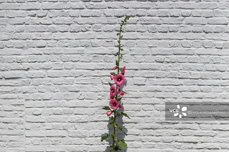 比利时的蜀葵花图片素材