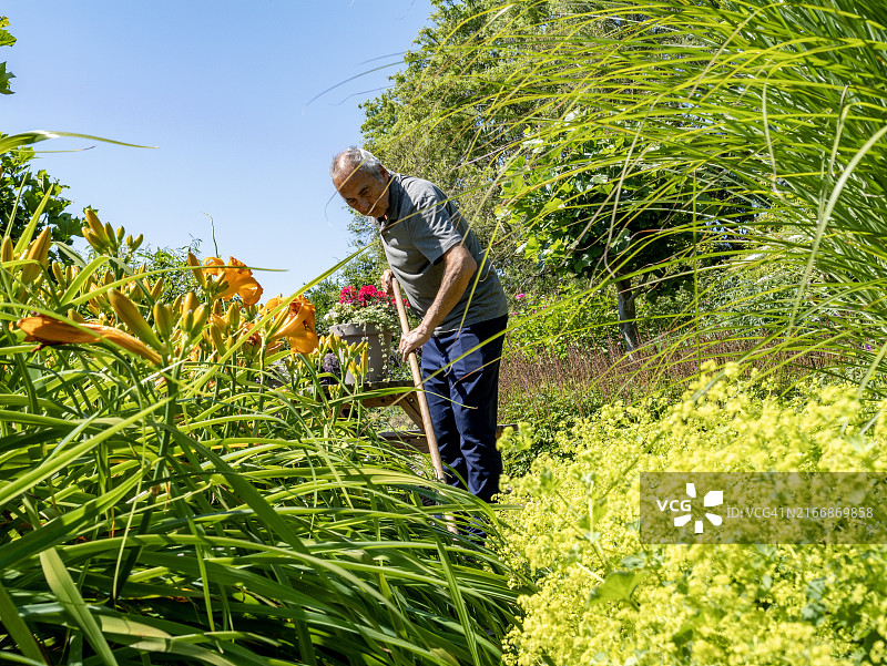 正在园艺的亚洲老年男人图片素材