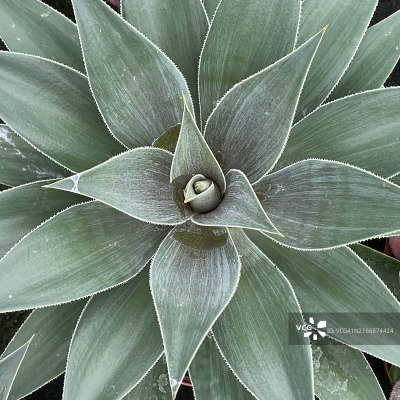 狐尾龙舌兰特写图片素材