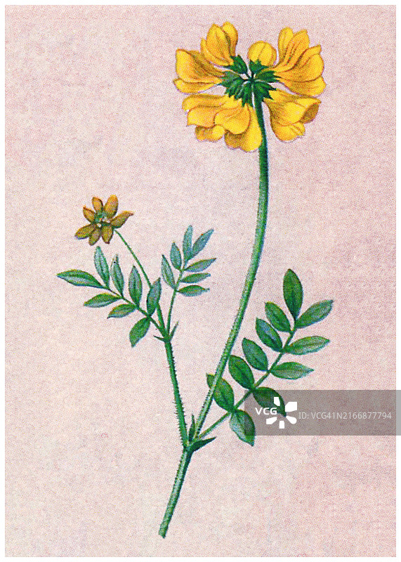 老式彩色石印植物插图：马蹄香豌豆图片素材