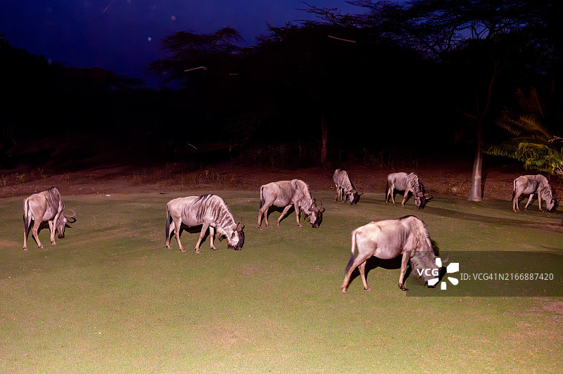 大迁徙图片素材