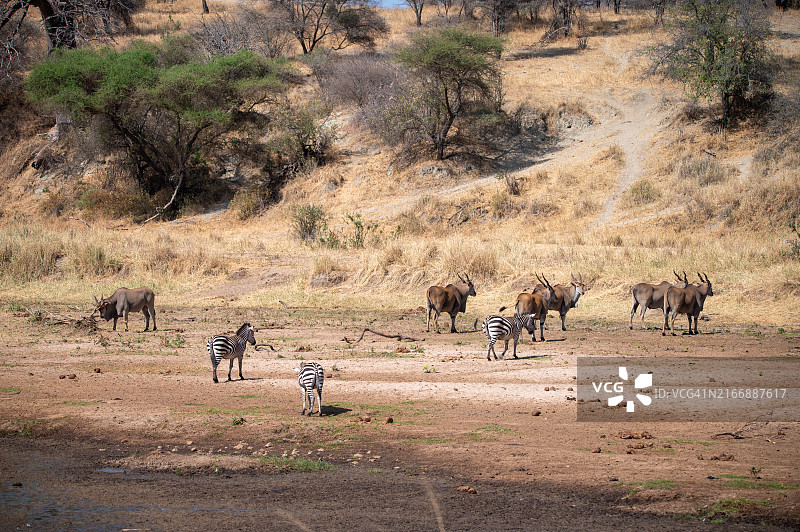 大迁徙图片素材