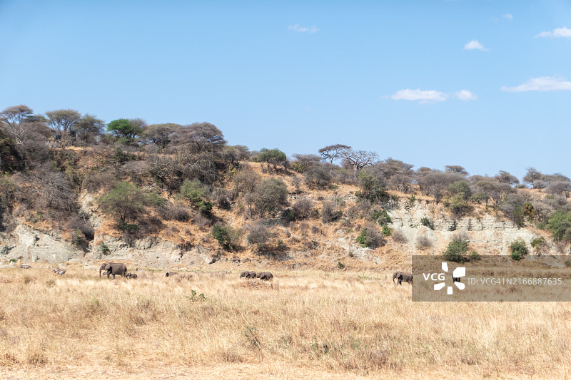 大迁徙图片素材