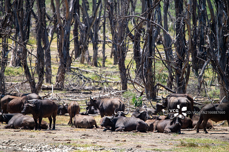 大迁徙图片素材
