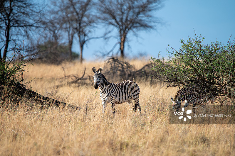 大迁徙图片素材