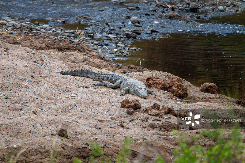 大迁徙图片素材