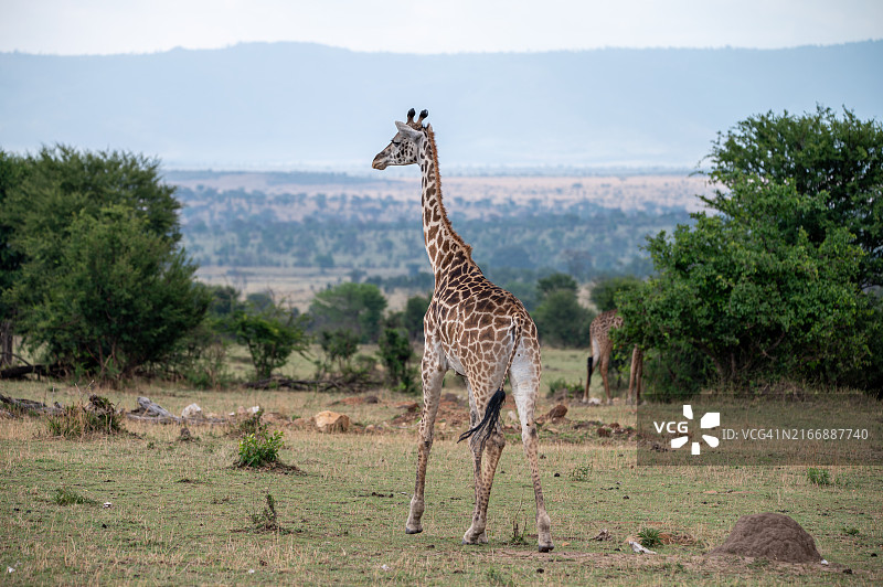 大迁徙图片素材