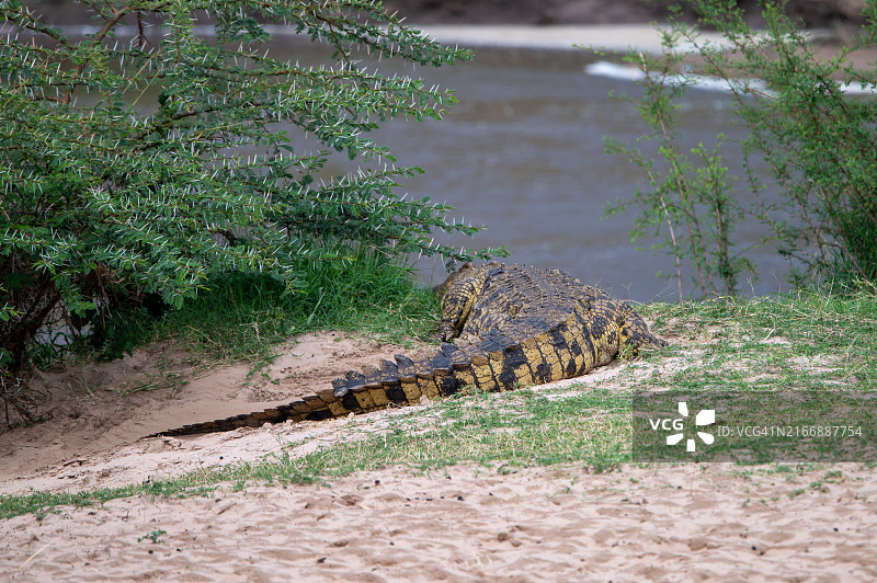 大迁徙图片素材