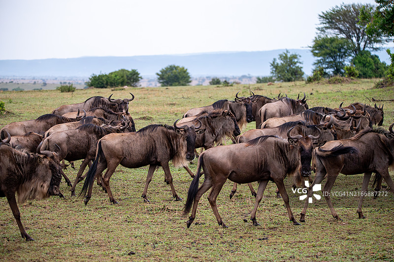 大迁徙图片素材