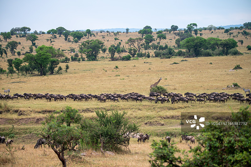 大迁徙图片素材