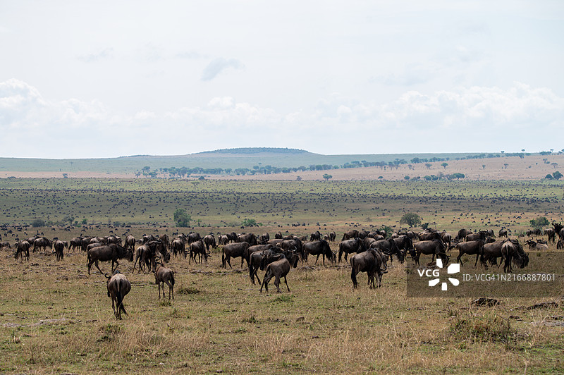 大迁徙图片素材
