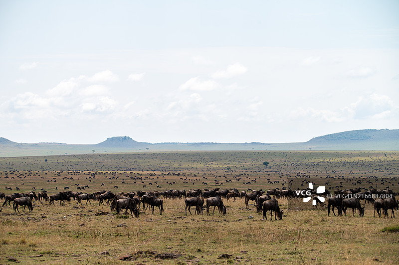 大迁徙图片素材