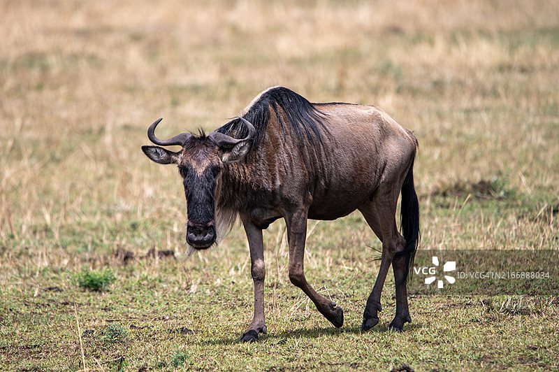 大迁徙图片素材
