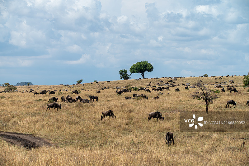 大迁徙图片素材