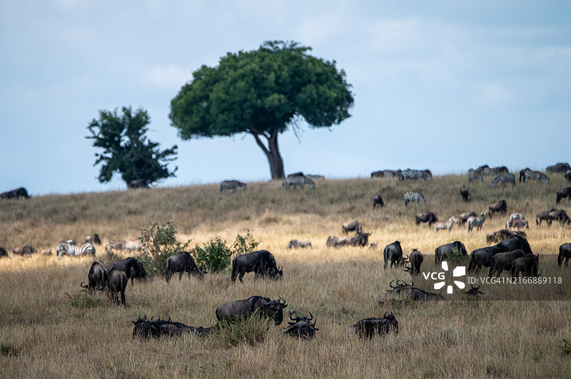 大迁徙图片素材