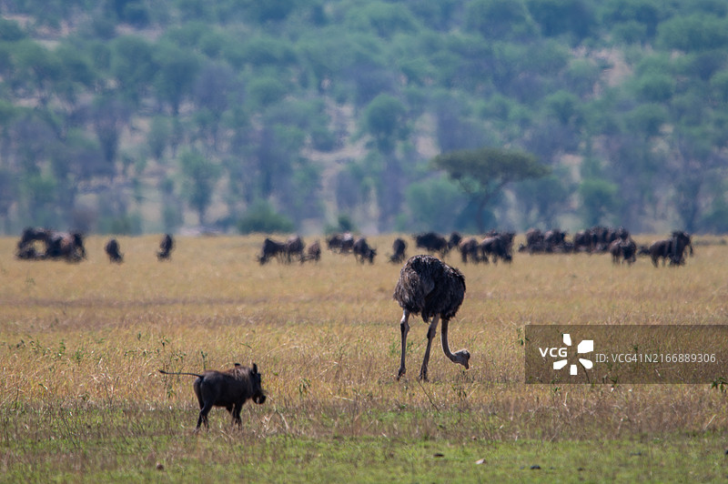 大迁徙图片素材