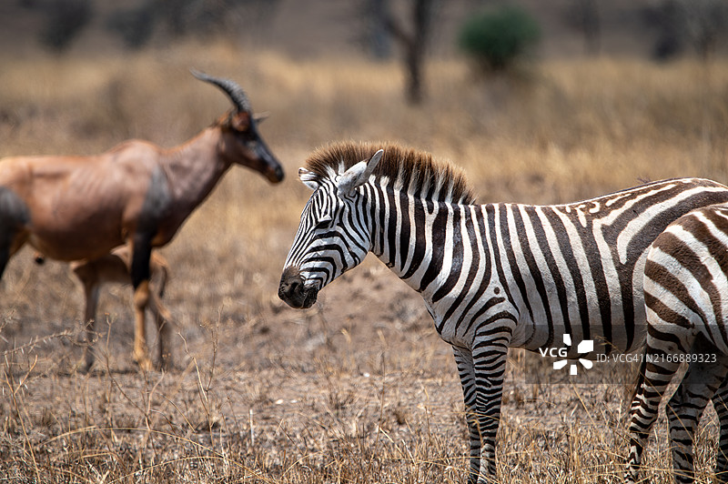 大迁徙图片素材