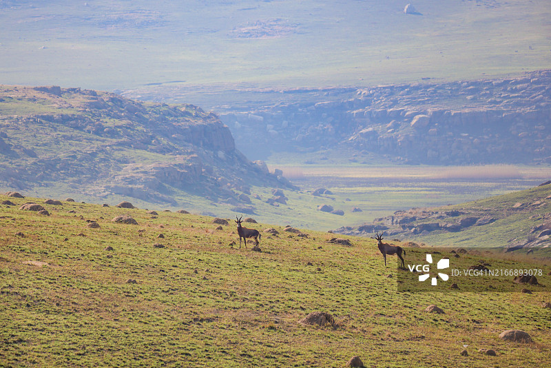 南非金门高地国家公园白面狷羚图片素材