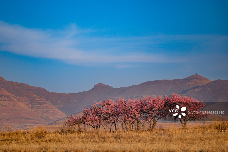 南非金门高地国家公园盛开的野桃树图片素材