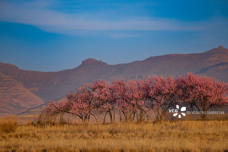 南非金门高地国家公园盛开的野桃树图片素材