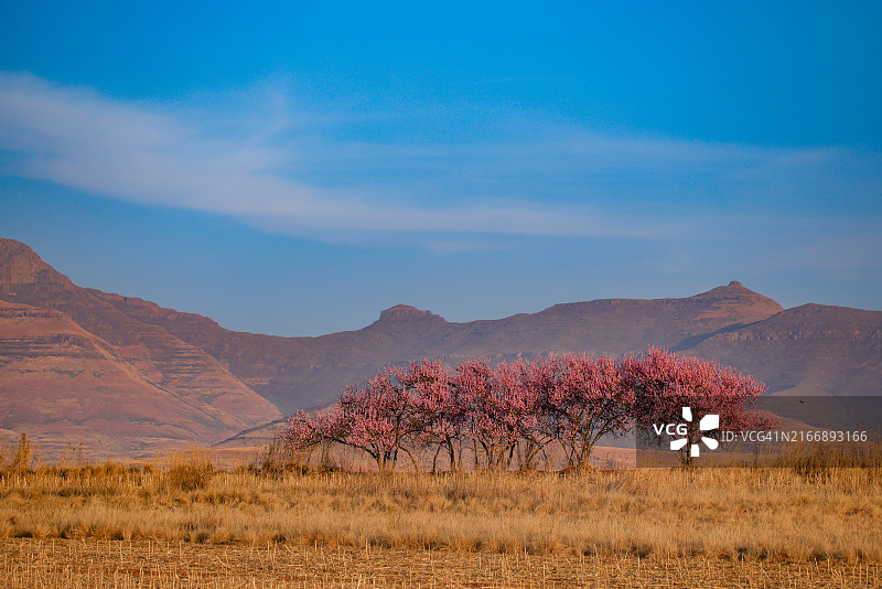 南非金门高地国家公园草原上的野生桃树图片素材