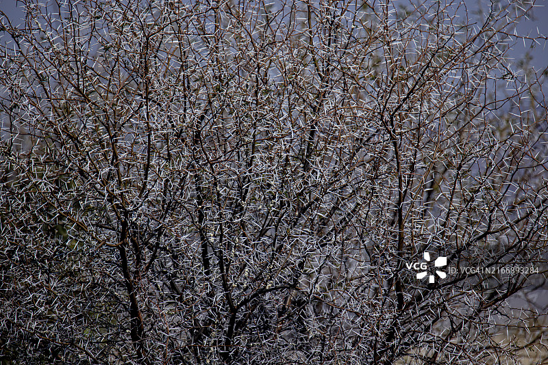 南非野生的甜刺金合欢（Acacia karroo）图片素材