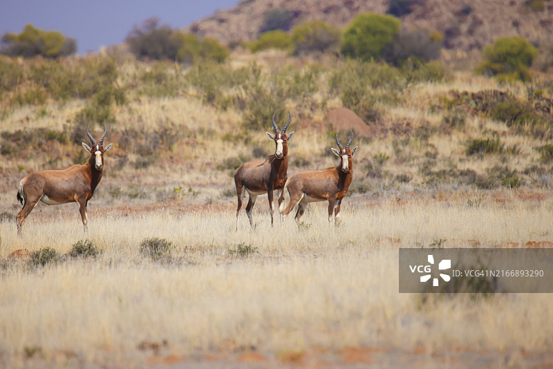 干旱草原上警惕的三只白面狷羚图片素材