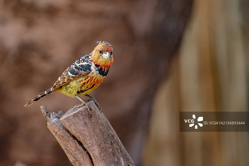 南非荒野中的冕䴕图片素材