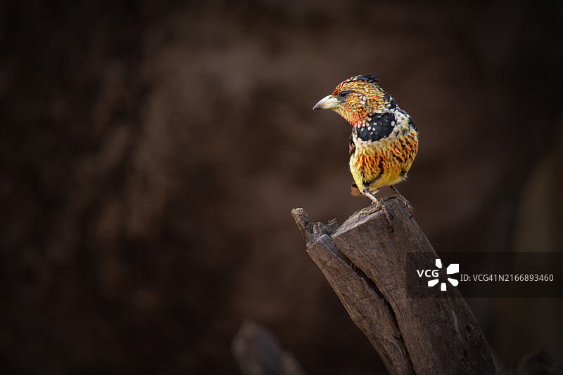 栖息在树枝上的凤头拟鴷图片素材
