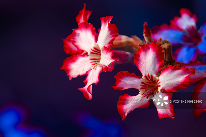 南非盛开的沙漠玫瑰（黑斑羚百合）花图片素材