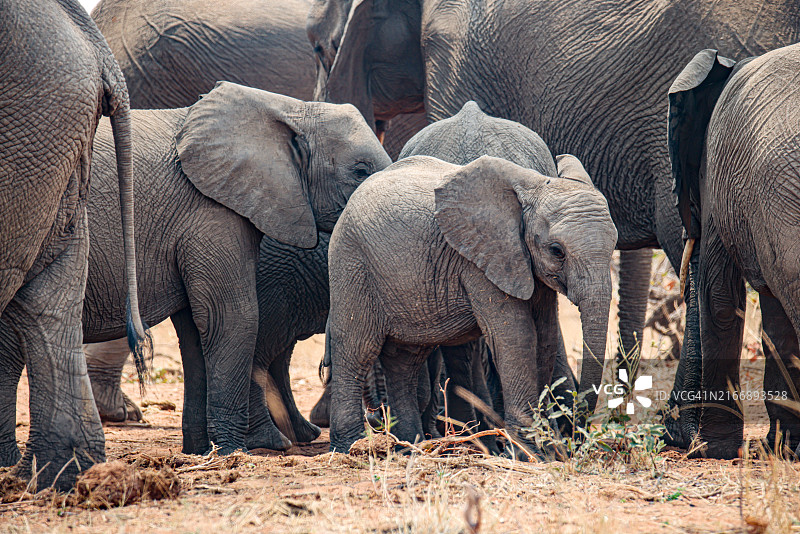 在南非互相依偎寻求保护的非洲幼象图片素材