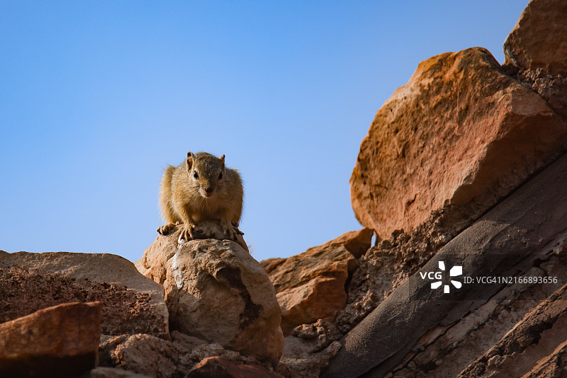 栖息在阳光照射的岩石上的岩松鼠，南非图片素材