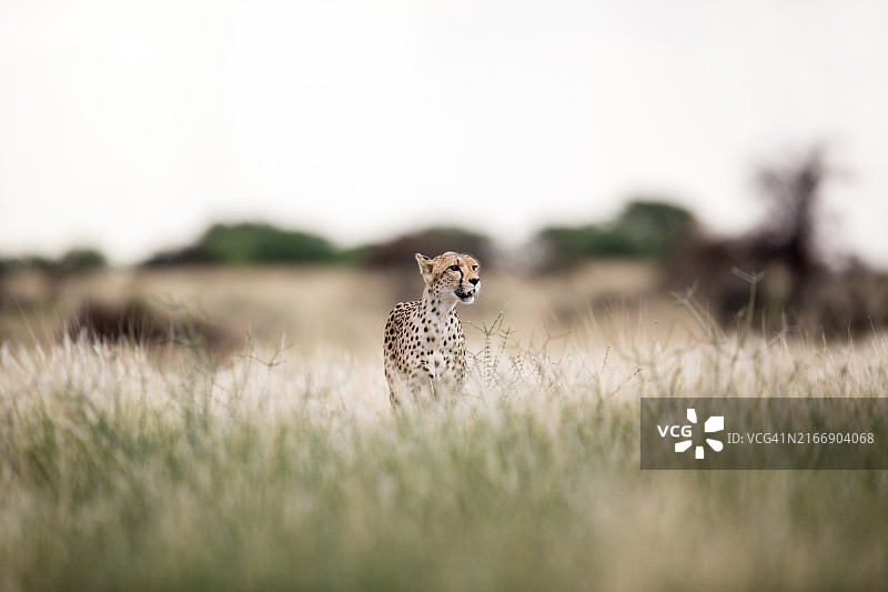非洲猎豹在草地上，以天空为背景的肖像图片素材