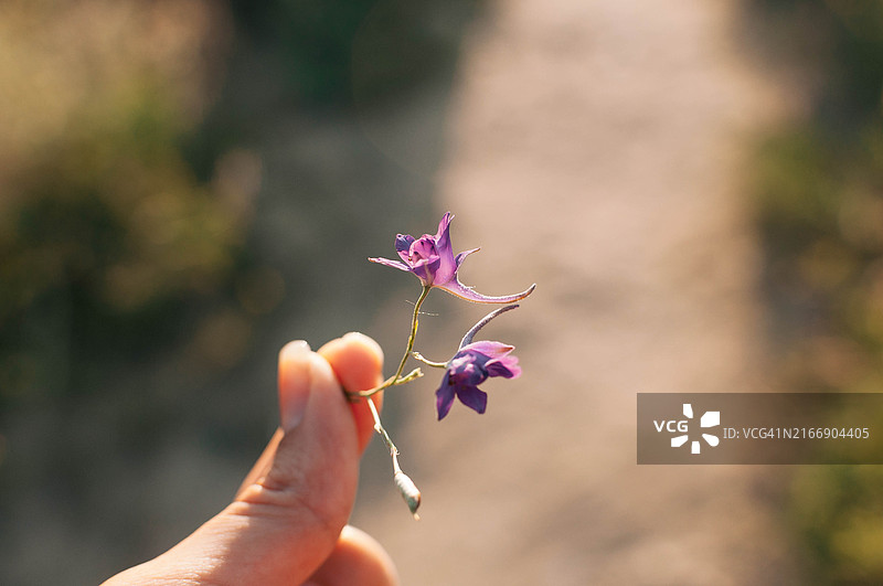 女性手中的精致淡紫色番红花图片素材