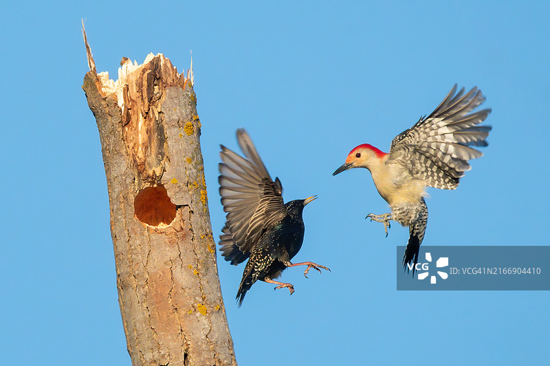 两只鸟在蔚蓝的晴空中飞翔图片素材