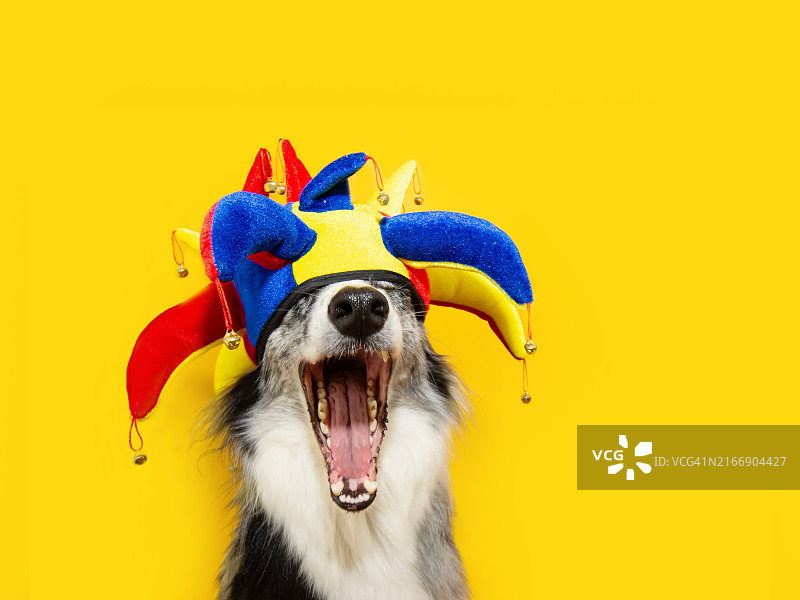 宠物狗在狂欢节或万圣节上打扮成小丑或丑角图片素材