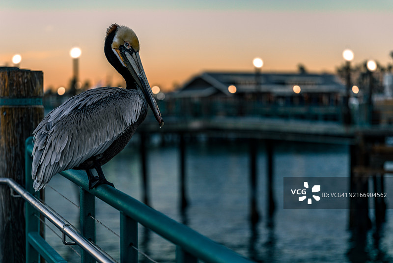 美国加利福尼亚州雷东多海滩日落时分海边栏杆上鹈鹕栖息特写图片素材