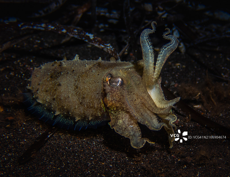 海滩上水下乌贼特写图片素材