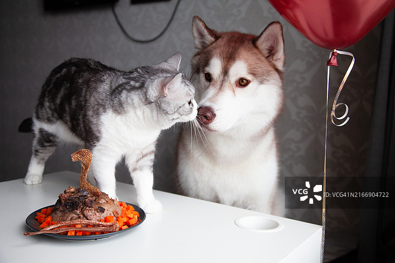 与猫咪在家的西伯利亚哈士奇雪橇犬特写图片素材